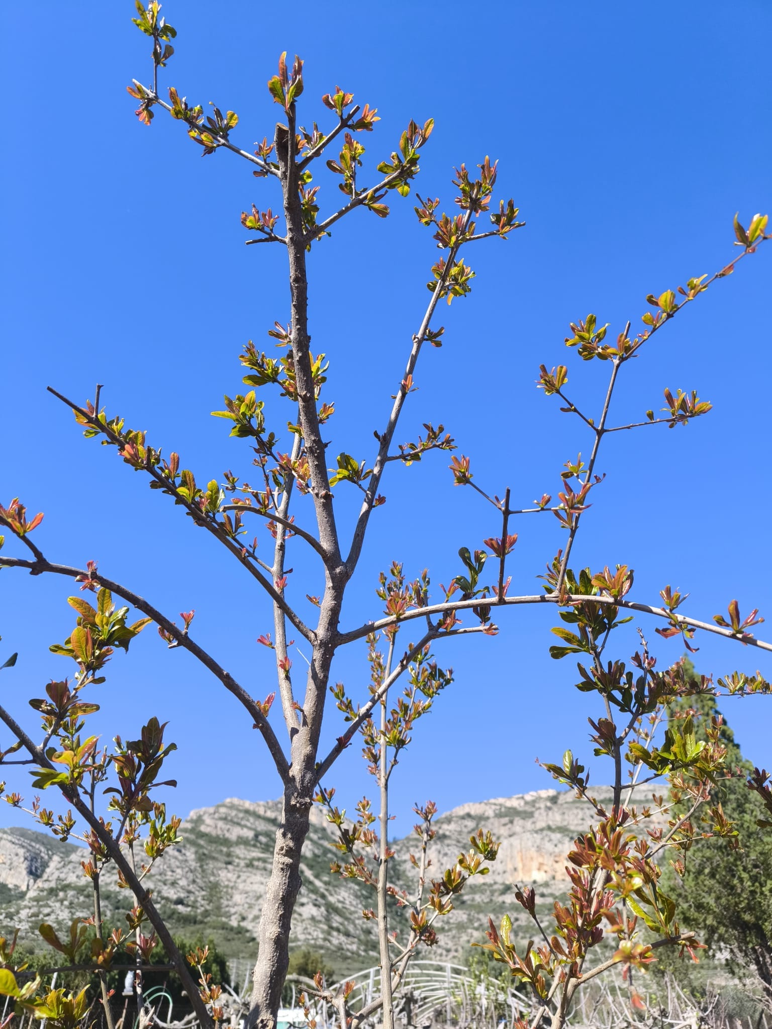 Almendro en flor